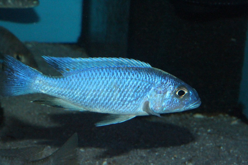 Sciaenochromis fryeri 'Likoma Island'